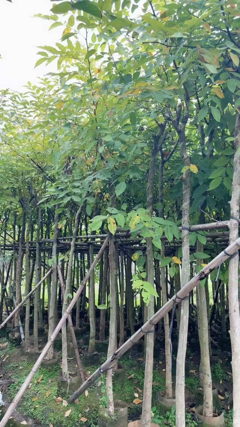 腊肠树4-10分