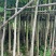 腊肠树4-10分