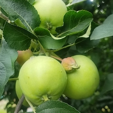 苹果