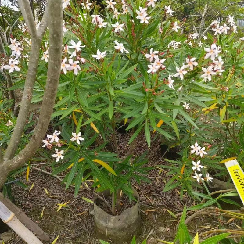 夹竹桃