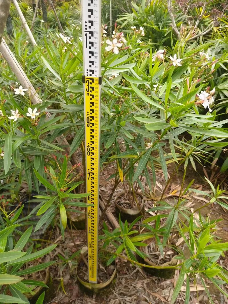 夹竹桃