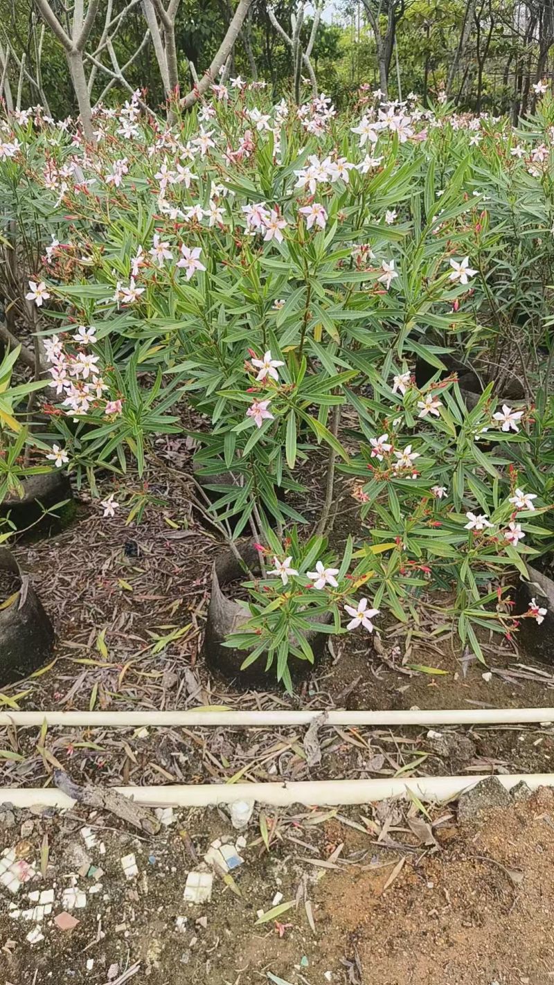 夹竹桃
