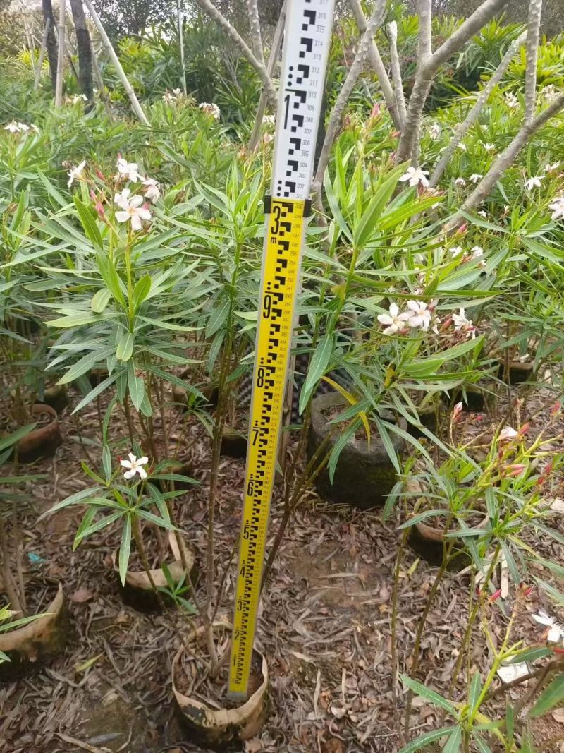 夹竹桃