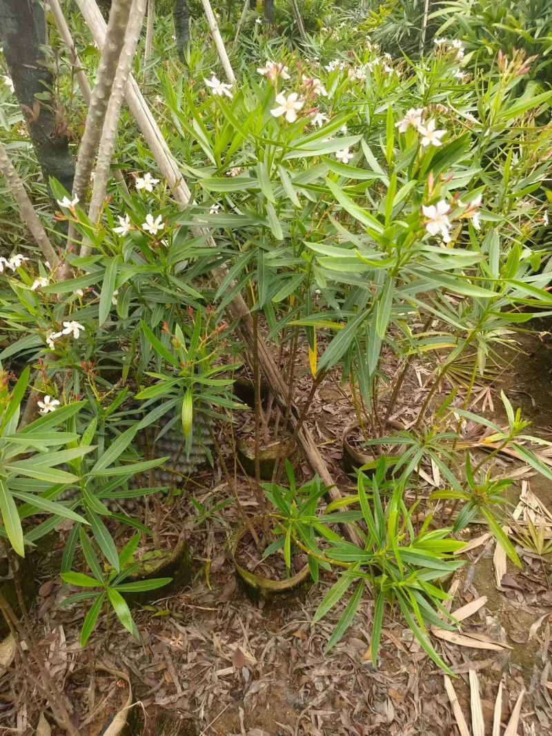 夹竹桃
