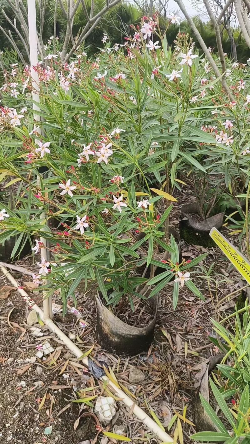 夹竹桃