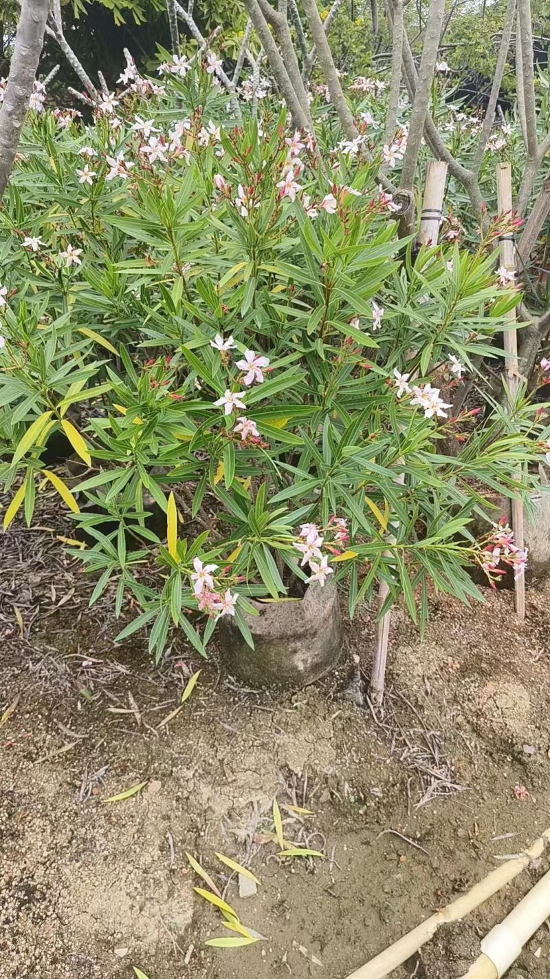夹竹桃