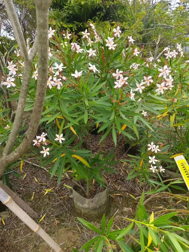 夹竹桃