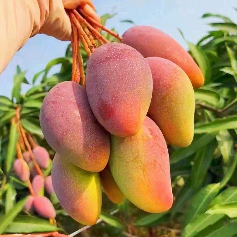 广西百色贵妃芒大量上市了实力代收代办一件代发
