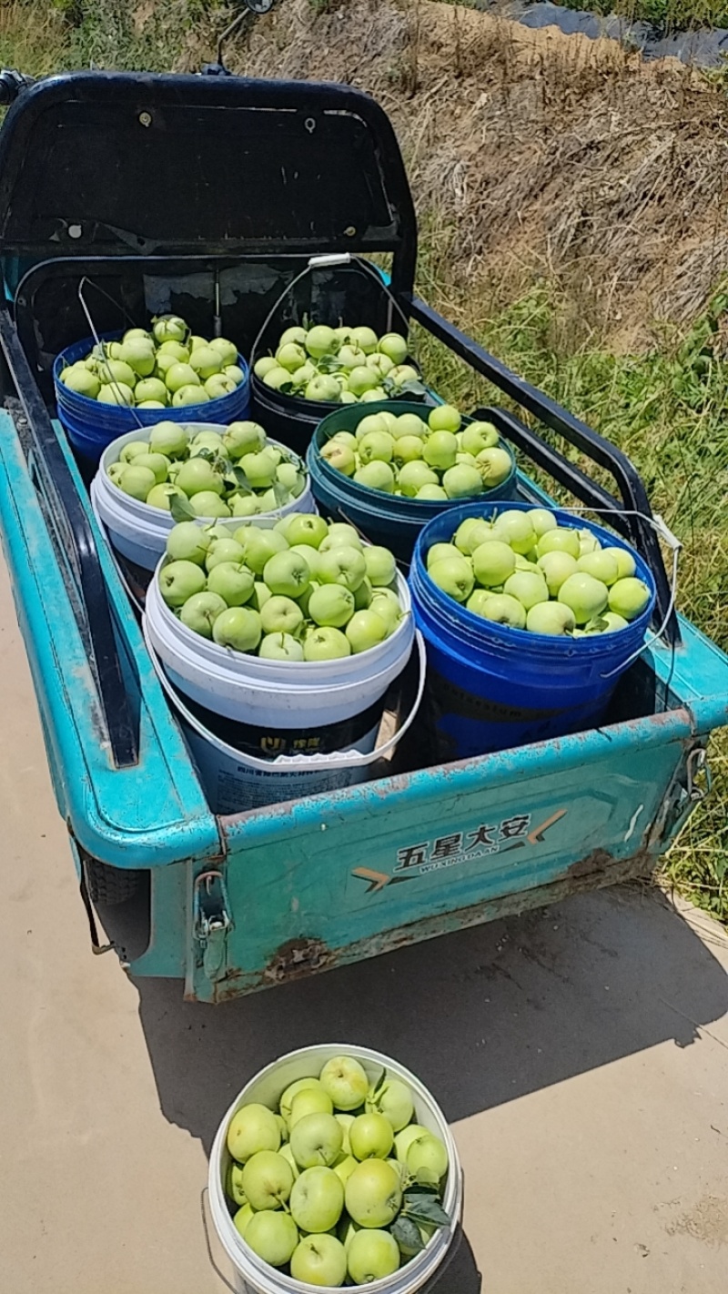 苹果