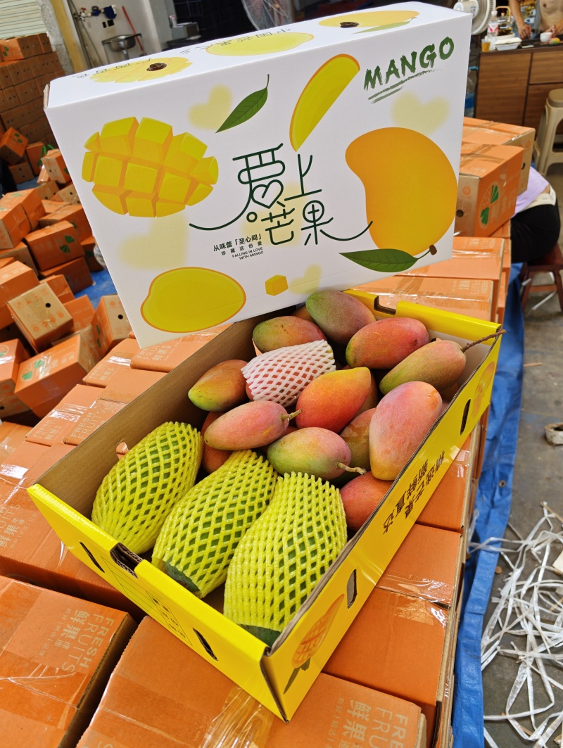 广西百色贵妃芒大量上市了实力代收代办一件代发