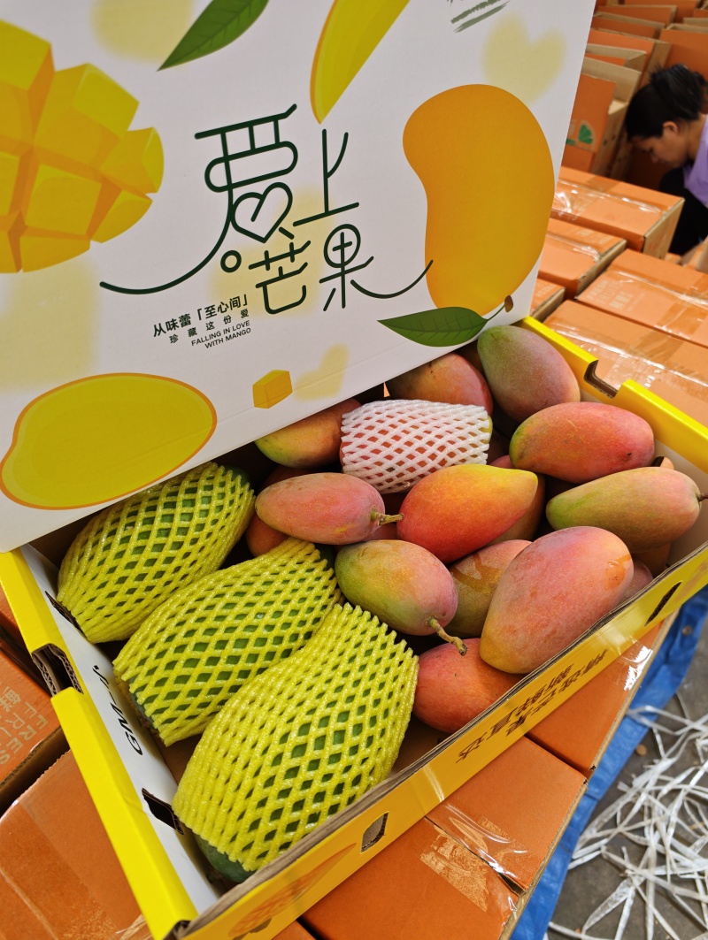 广西百色贵妃芒大量上市了实力代收代办一件代发