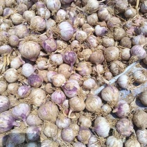 辽宁锦州独头蒜价格美丽质量好走货快价格美丽对接全国热卖