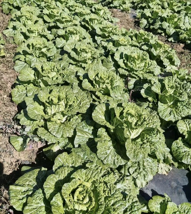 贵州精品白菜黄心白菜货源充足品质保证价格实惠联