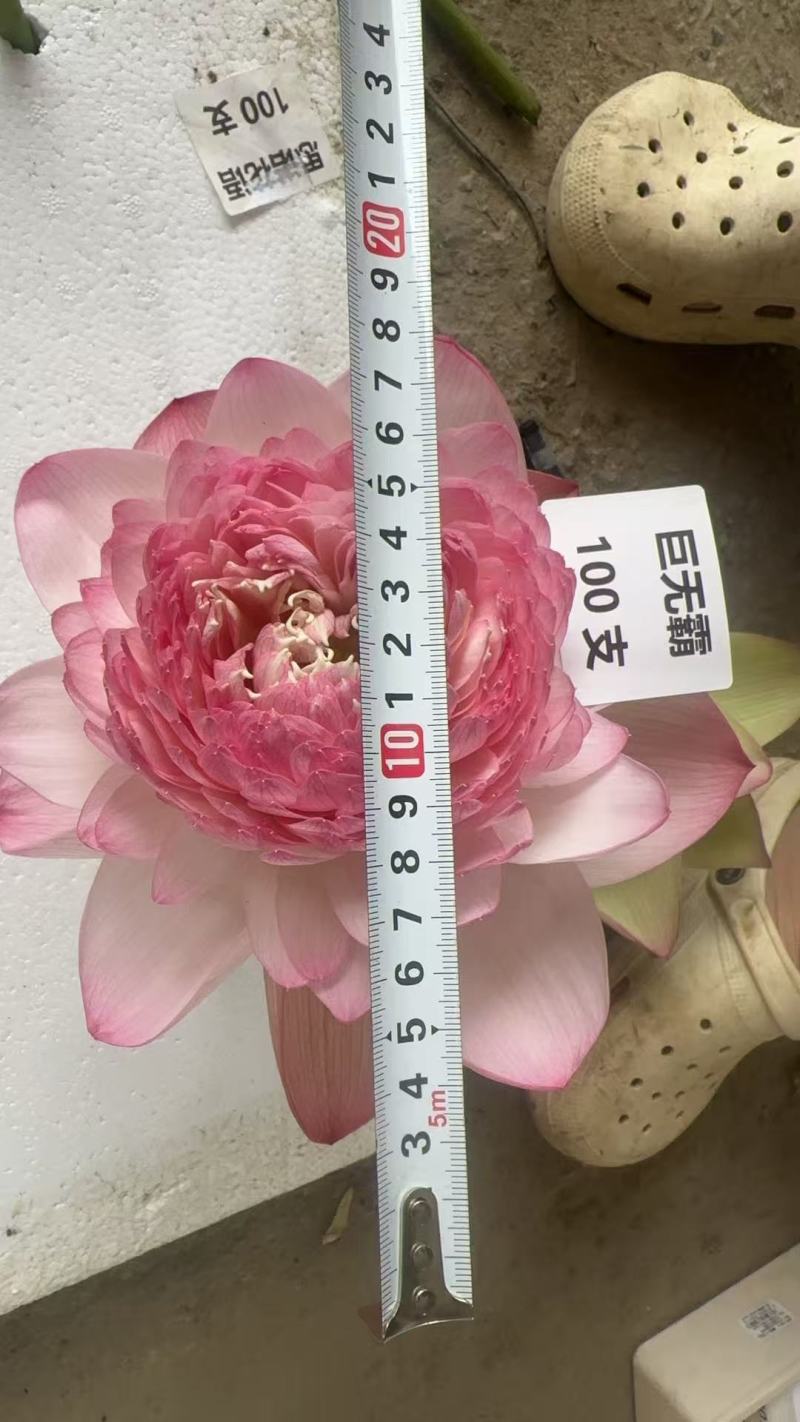 重瓣荷花，观音莲，千瓣荷花，鲜切花