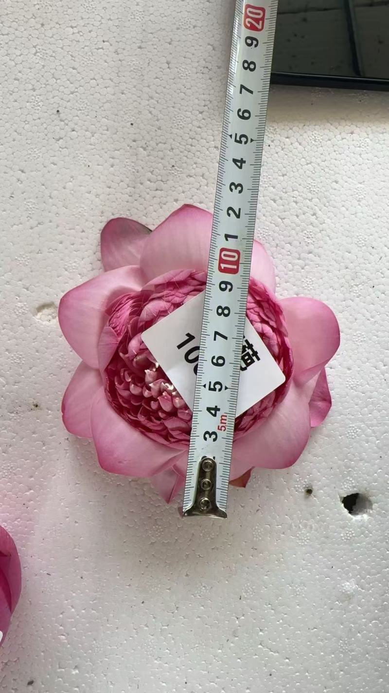 重瓣荷花，观音莲，千瓣荷花，鲜切花