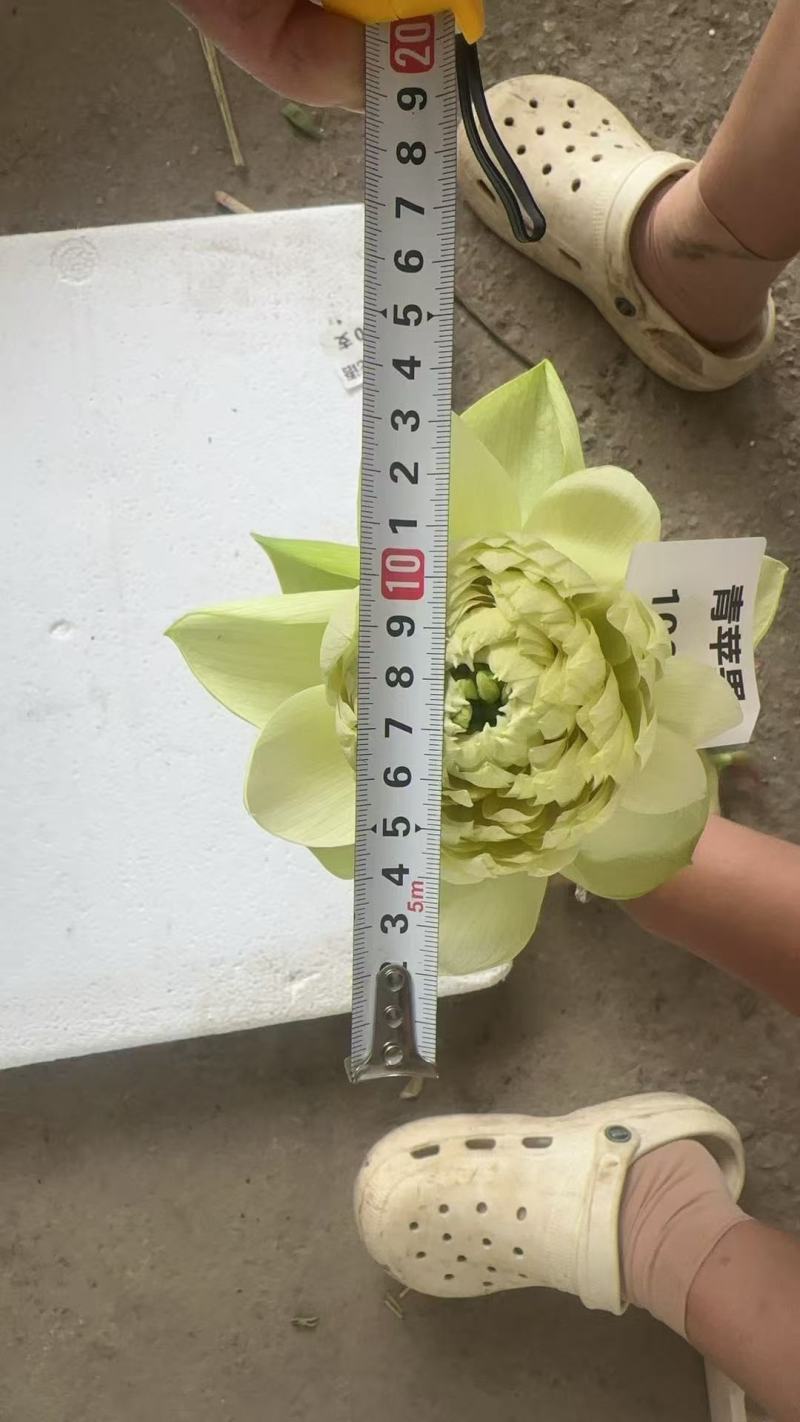 重瓣荷花，观音莲，千瓣荷花，鲜切花