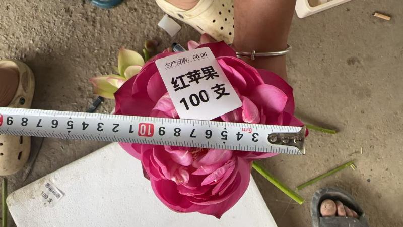重瓣荷花，观音莲，千瓣荷花，鲜切花