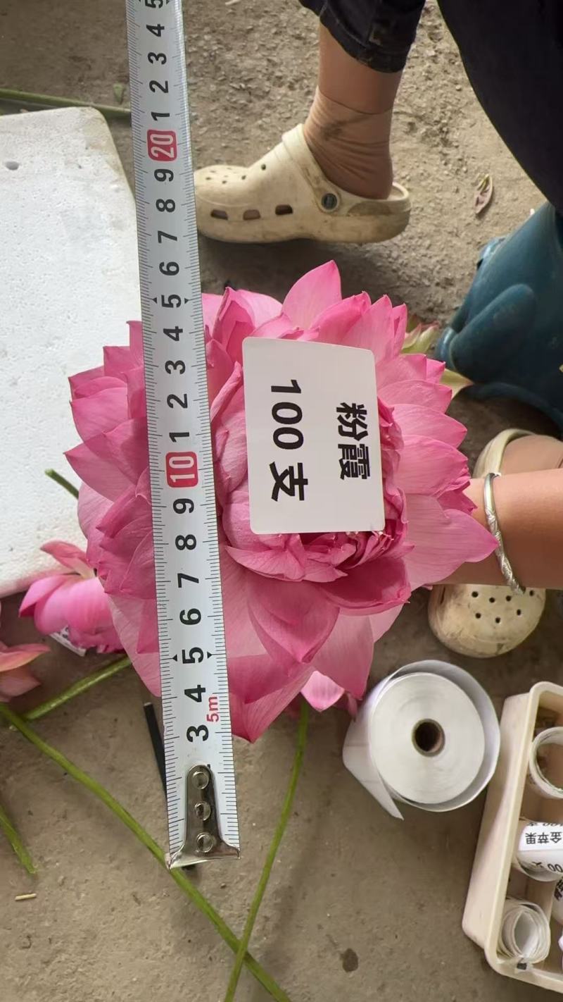 重瓣荷花，观音莲，千瓣荷花，鲜切花