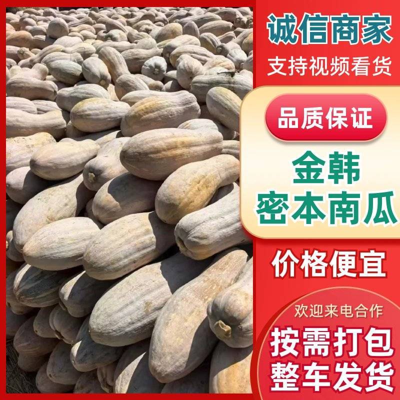 湖北金韩蜜本南瓜产地直供粉糯超甜耐储运量大价优