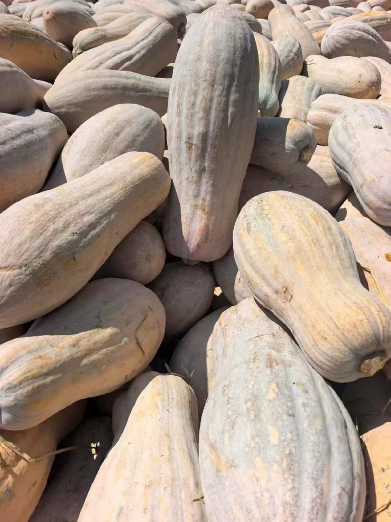 湖北金韩蜜本南瓜产地直供粉糯超甜耐储运量大价优