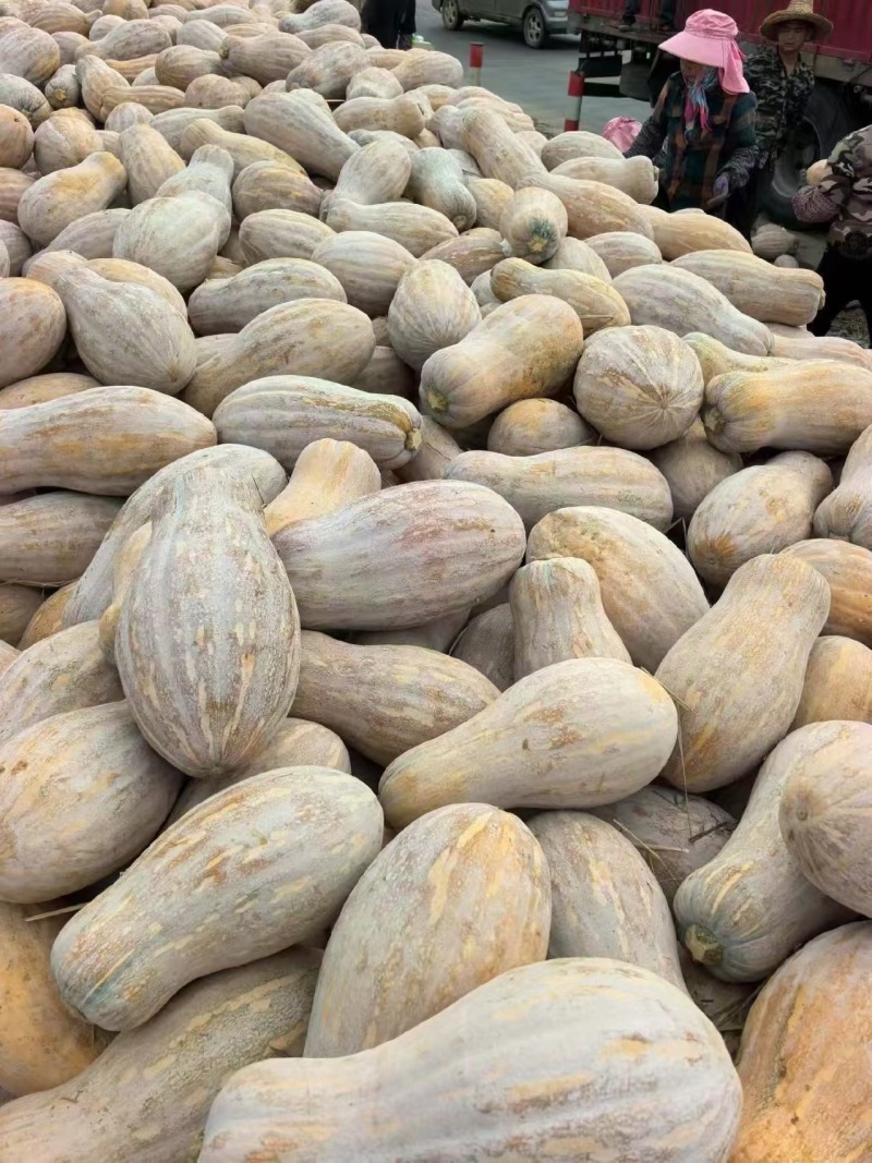 湖北金韩蜜本南瓜产地直供粉糯超甜耐储运量大价优