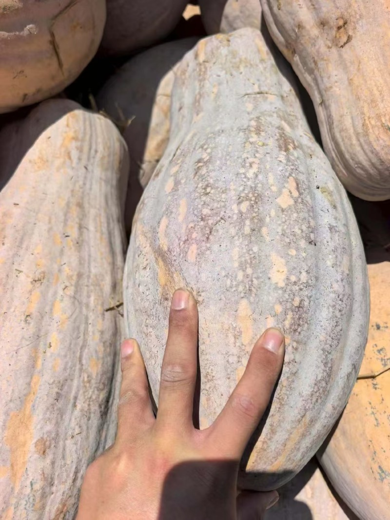 湖北金韩蜜本南瓜产地直供粉糯超甜耐储运量大价优