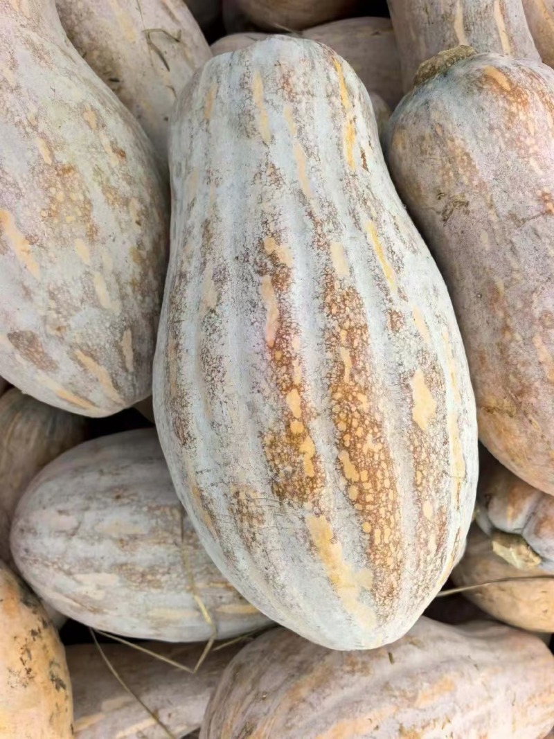 湖北金韩蜜本南瓜产地直供粉糯超甜耐储运量大价优