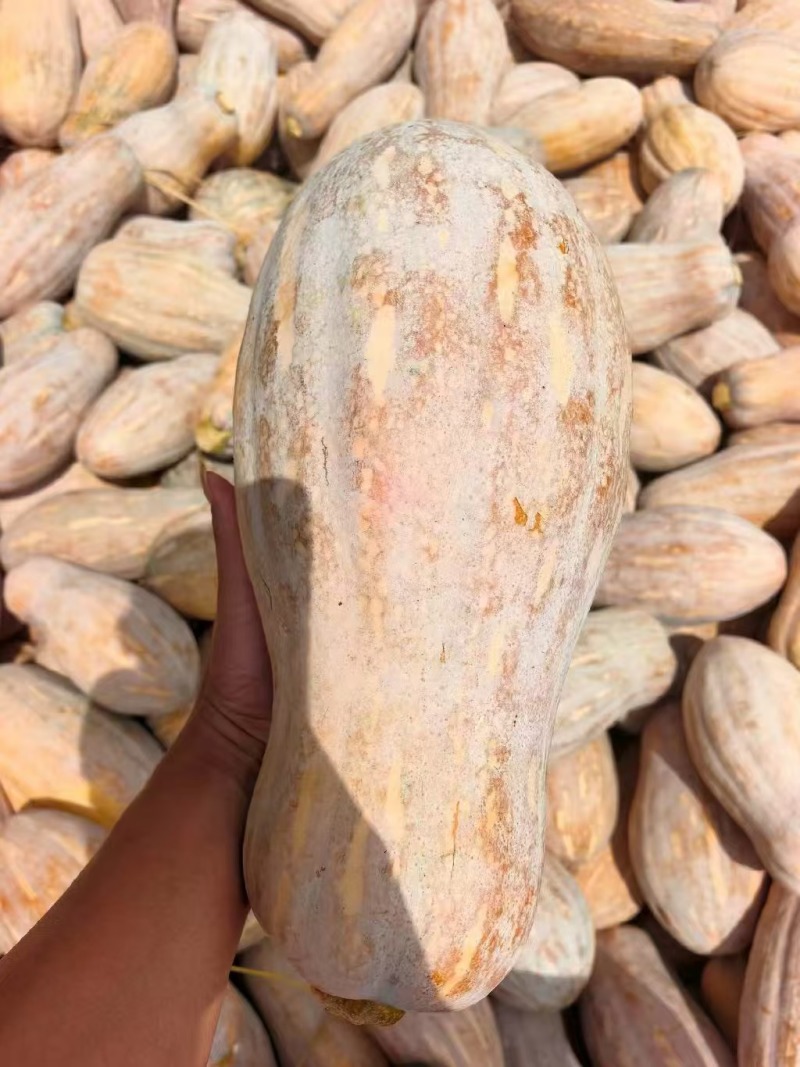 湖北金韩蜜本南瓜产地直供粉糯超甜耐储运量大价优