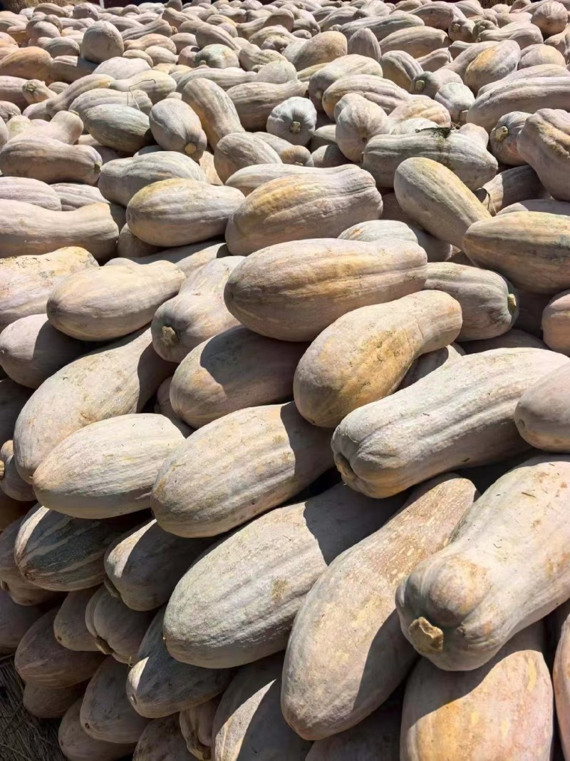 湖北金韩蜜本南瓜产地直供粉糯超甜耐储运量大价优