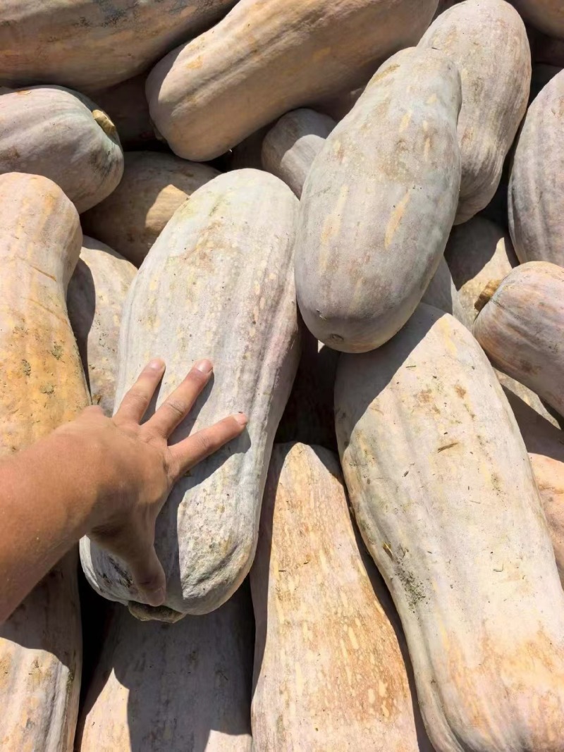湖北金韩蜜本南瓜产地直供粉糯超甜耐储运量大价优