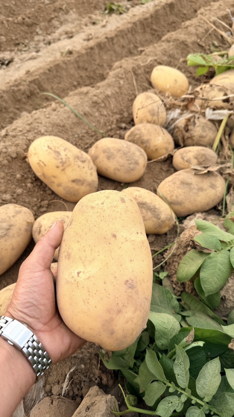 沃土5号.大量供应保证质量