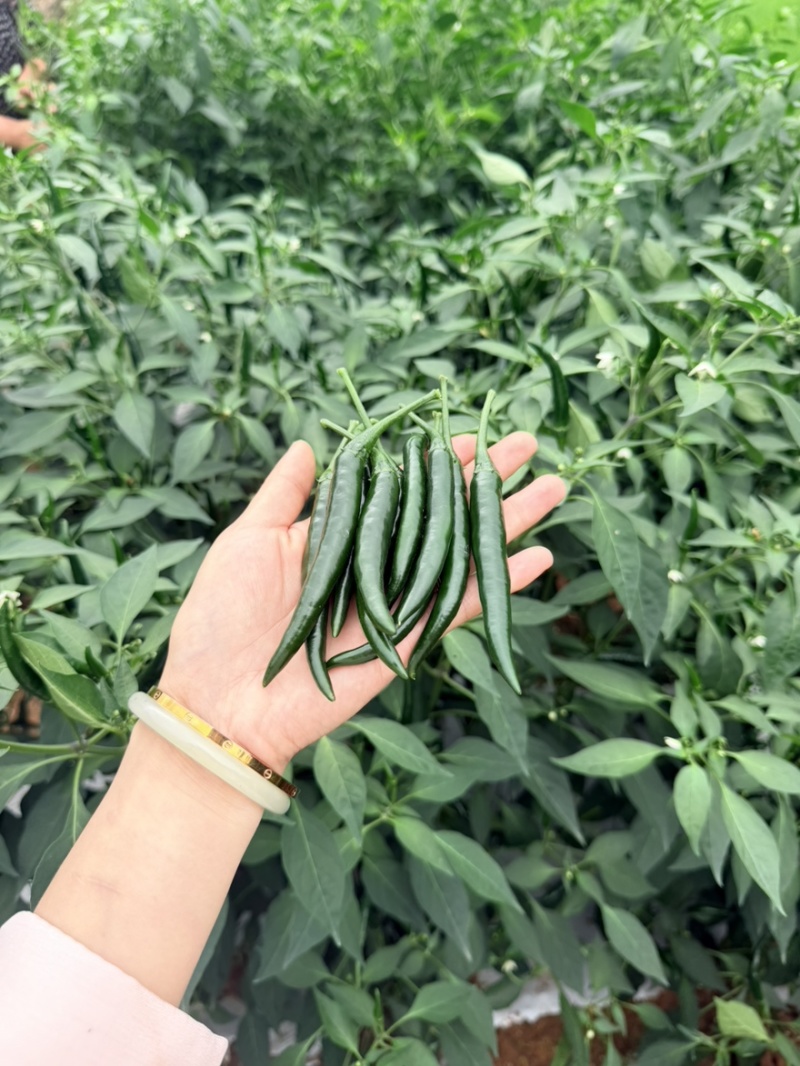 宜宾叙州区青小米需要的可以联系***********