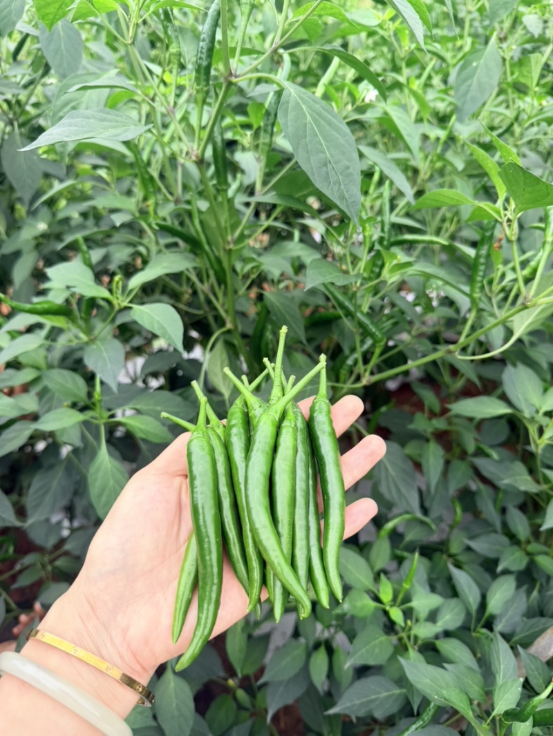 宜宾叙州区青小米需要的可以联系***********
