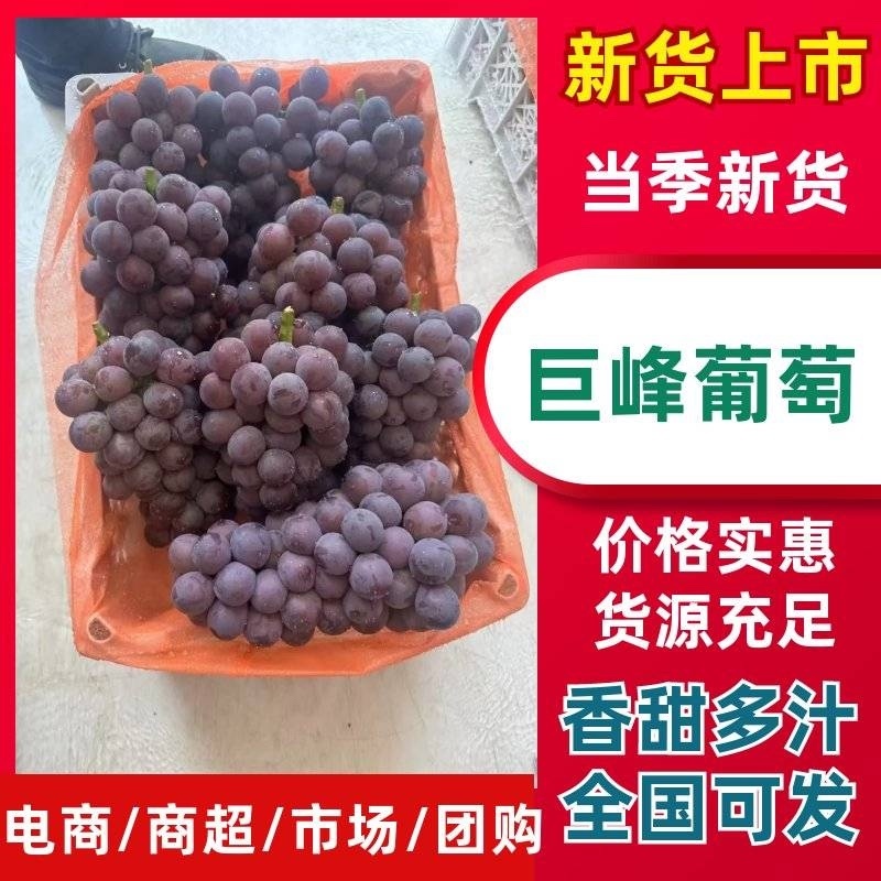 【精品】巨峰葡萄上市了大量现货基地现摘现发质量保证