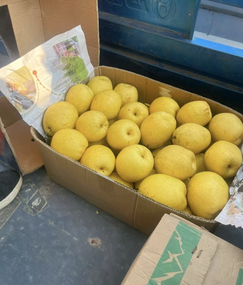 山西梨油梨雪花梨产地一手货源量大从优欢迎联系