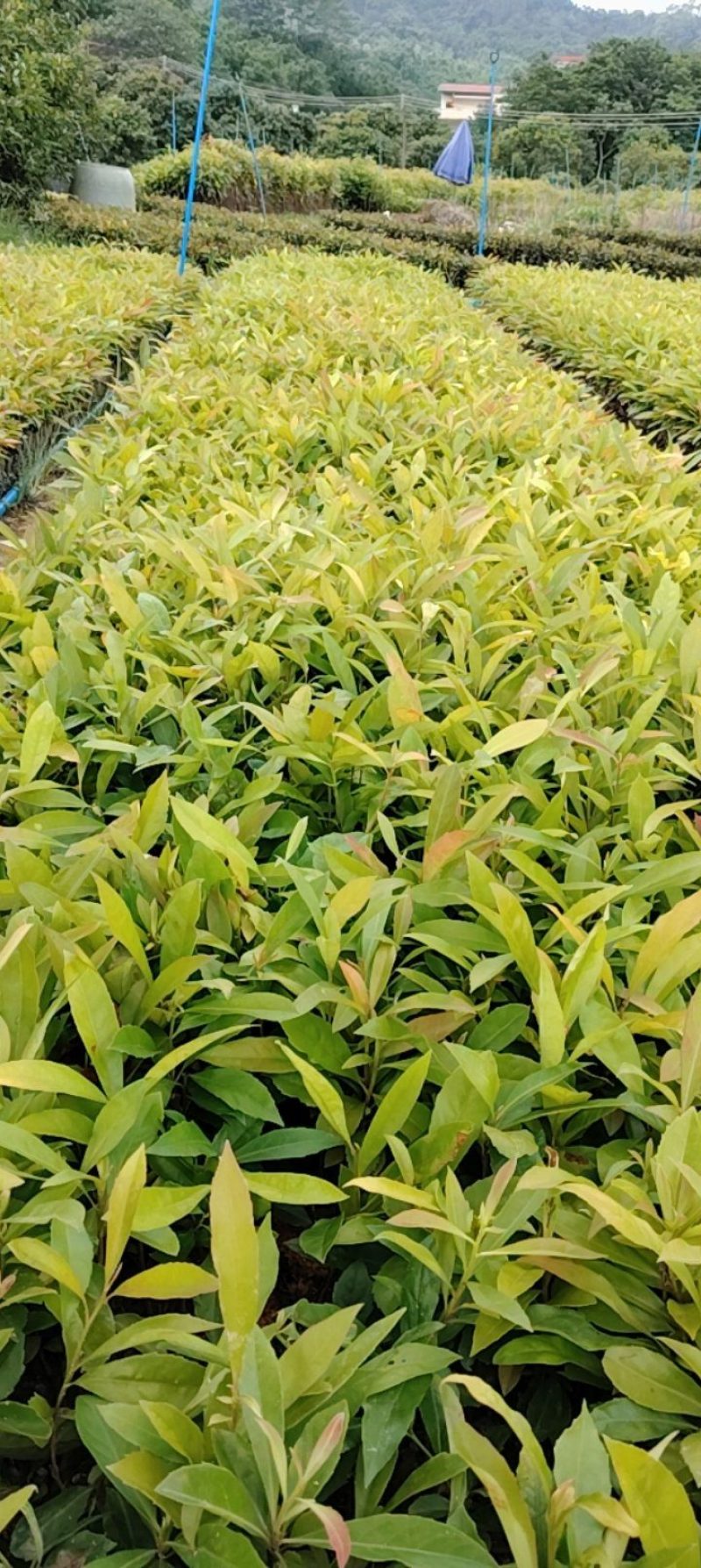 木荷苗芽