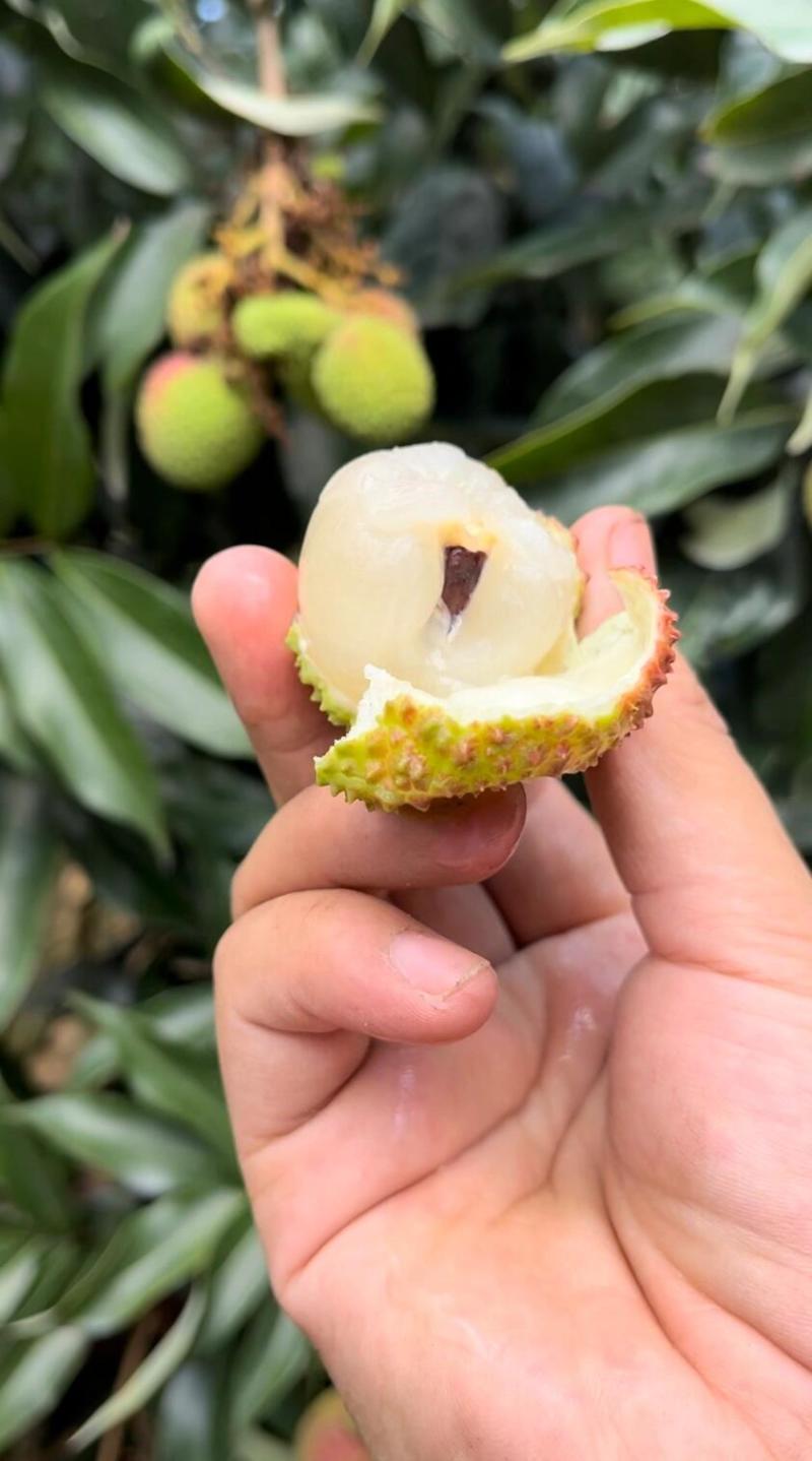 《感兴趣看我主页》广西浦北自家种的妃子笑荔枝价格优惠