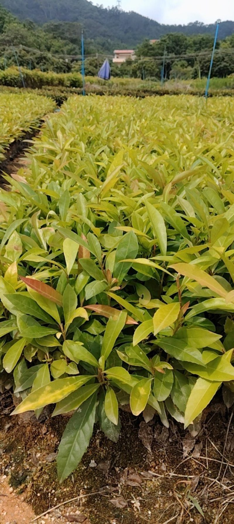 木荷苗芽