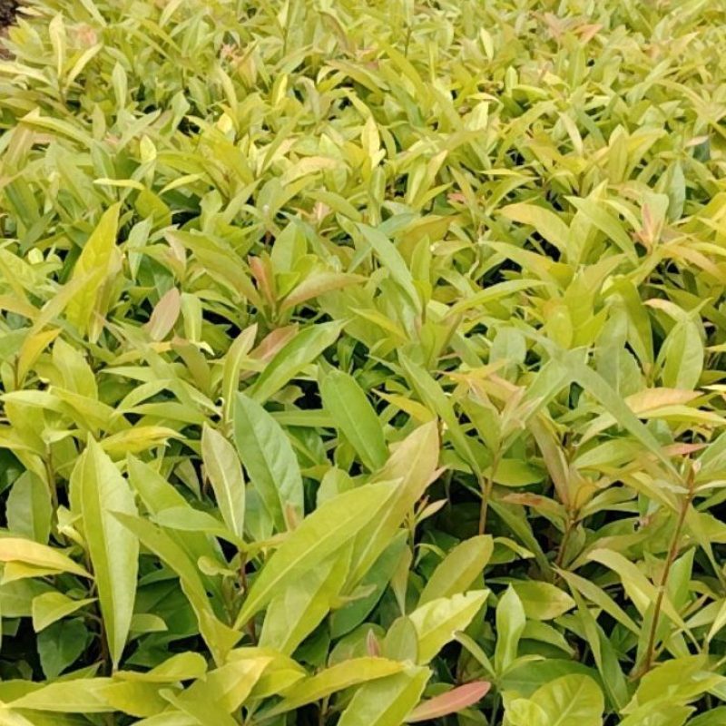 木荷苗芽