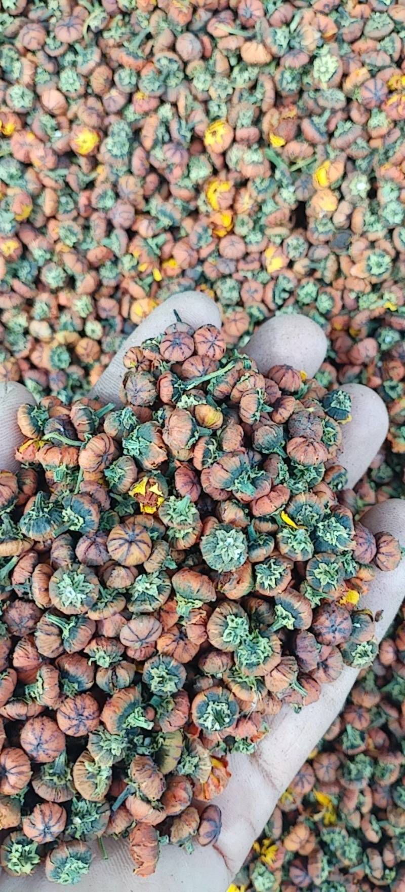 昆仑胎菊新疆高海拔精品花草茶
