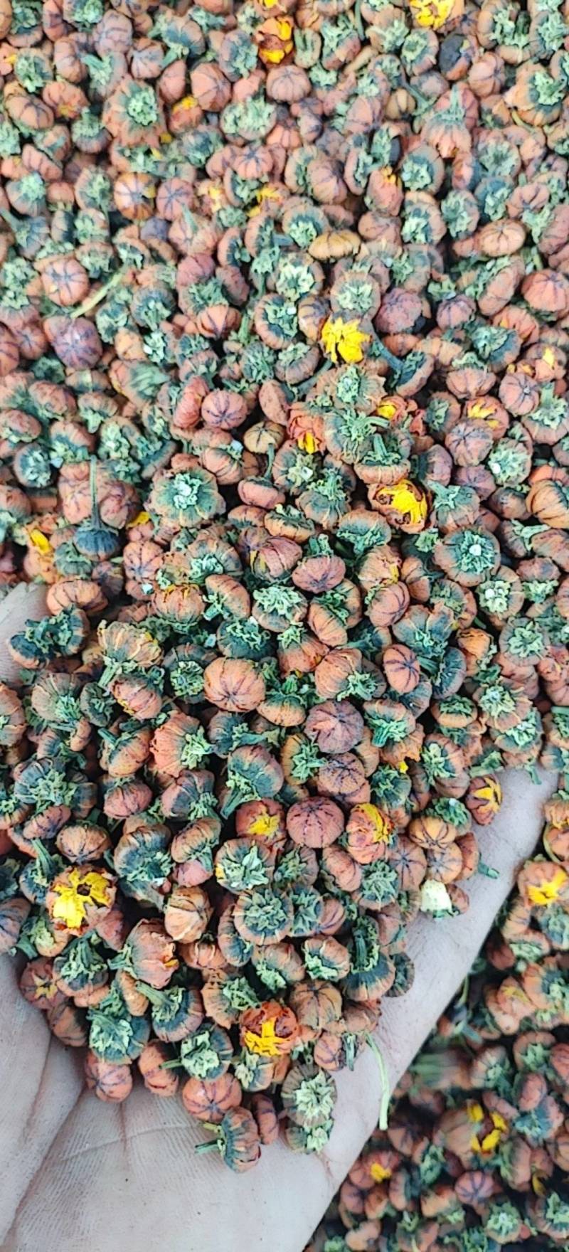 昆仑胎菊新疆高海拔精品花草茶