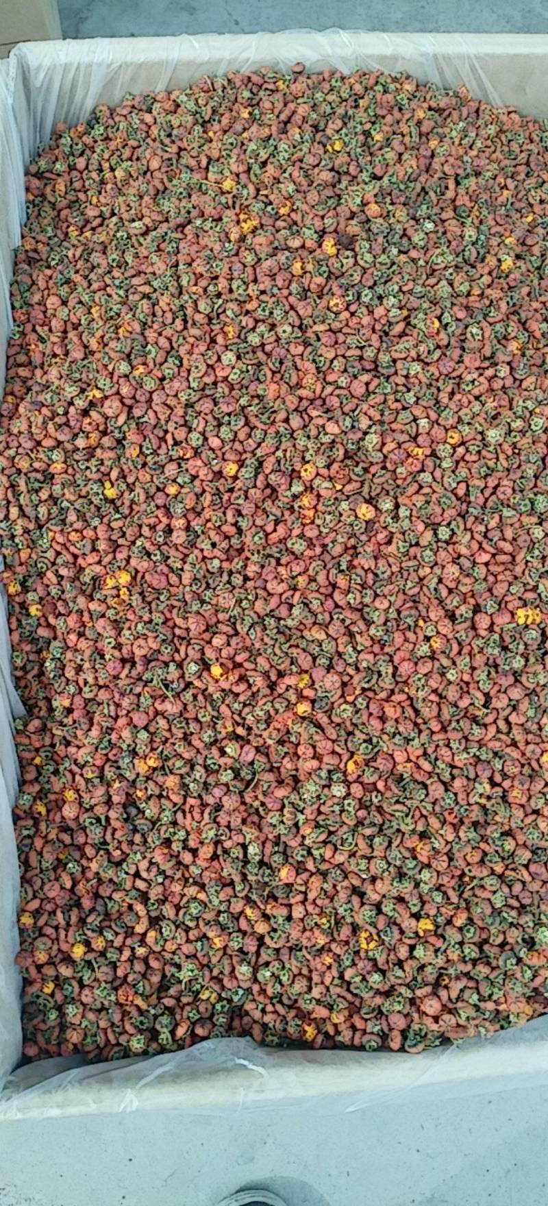 昆仑胎菊新疆高海拔精品花草茶