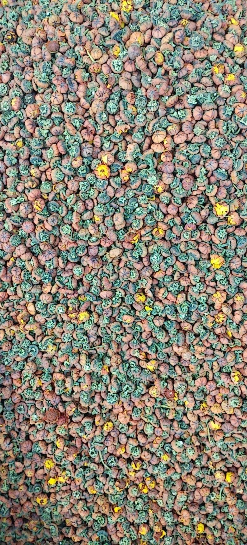 昆仑胎菊新疆高海拔精品花草茶
