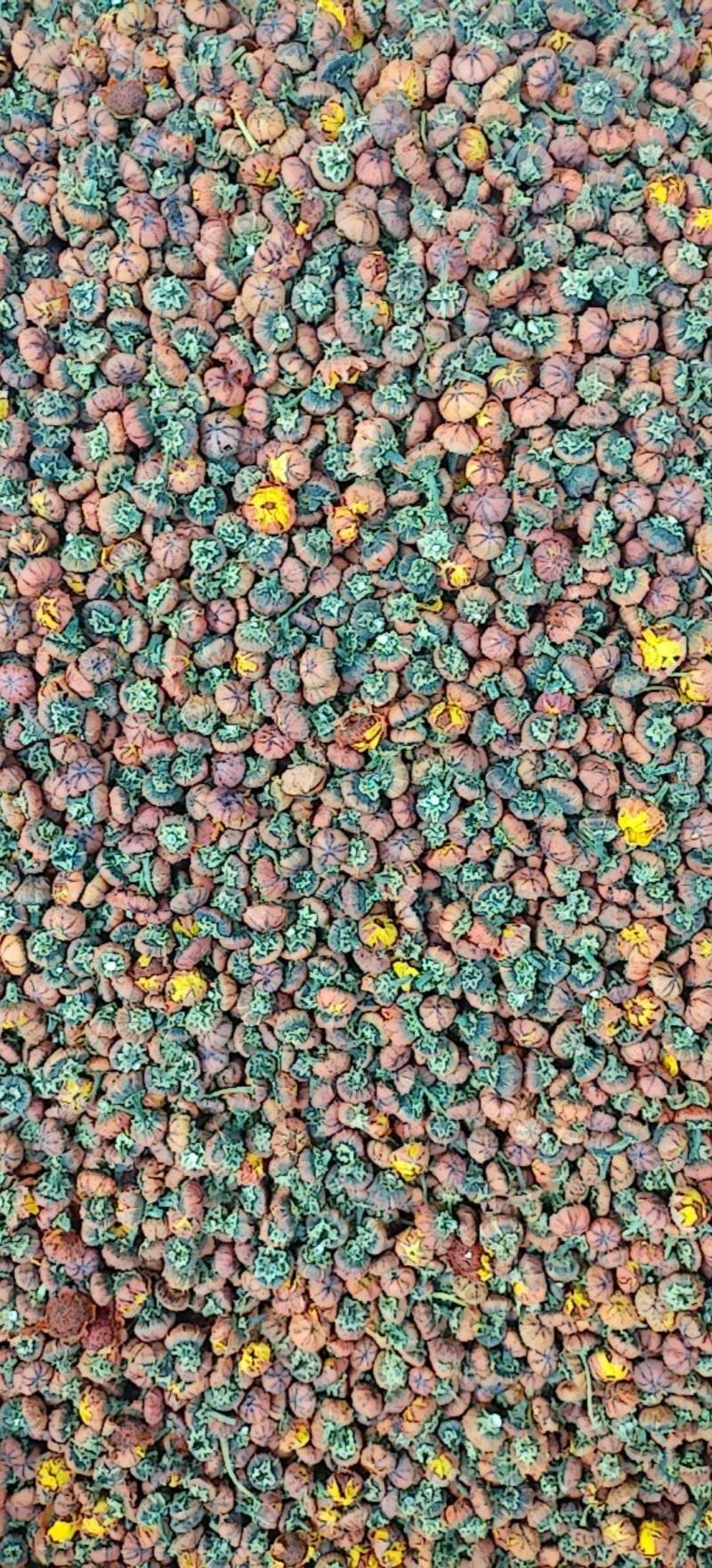 昆仑胎菊新疆高海拔精品花草茶