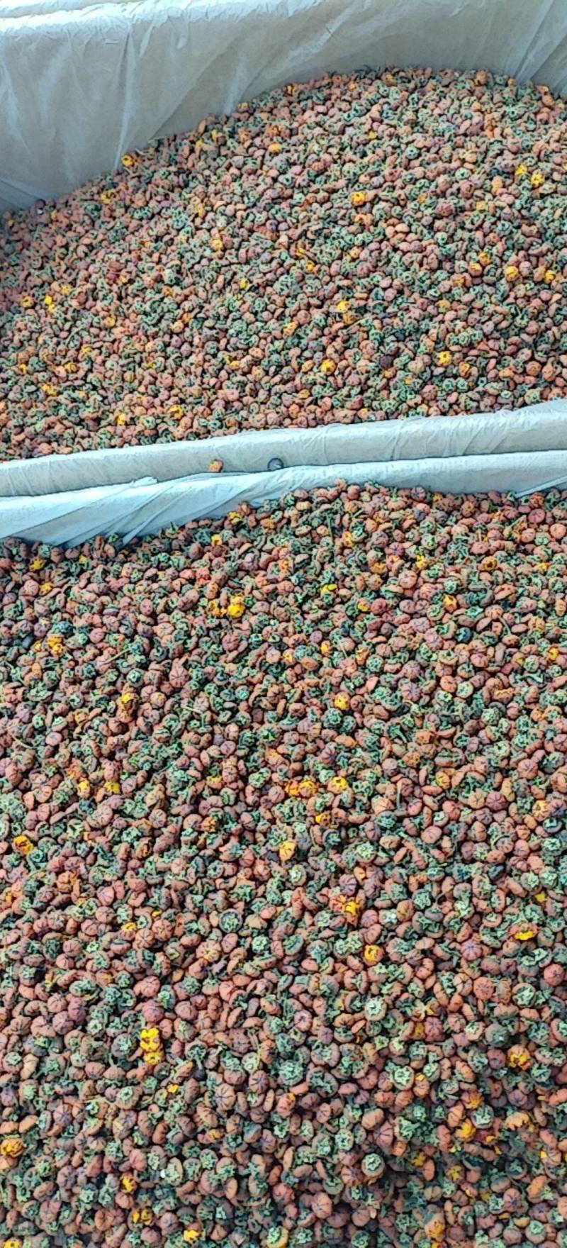 昆仑胎菊新疆高海拔精品花草茶