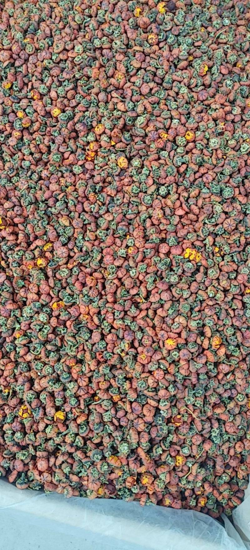 昆仑胎菊新疆高海拔精品花草茶