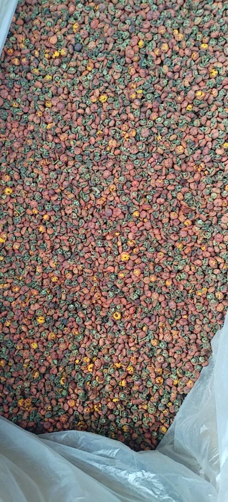 昆仑胎菊新疆高海拔精品花草茶