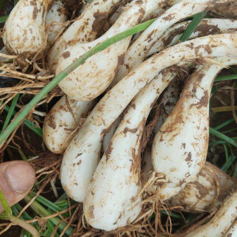 江西荞头（精品）