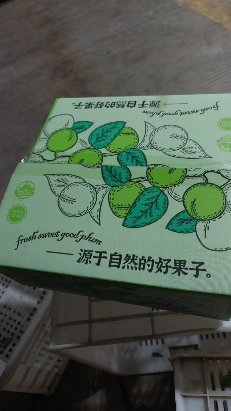 四川眉山五月脆李子新鲜现摘脱骨脆甜凤凰李电商一件代发