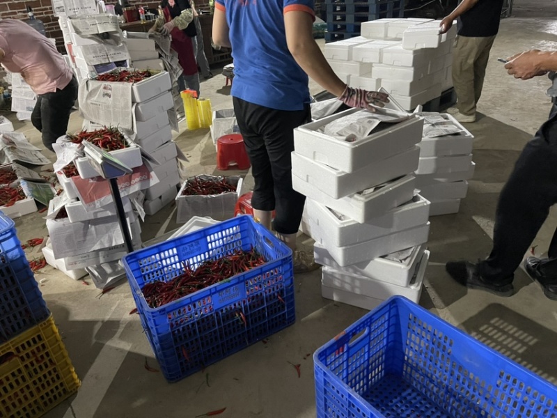 横县指天椒.小米椒
